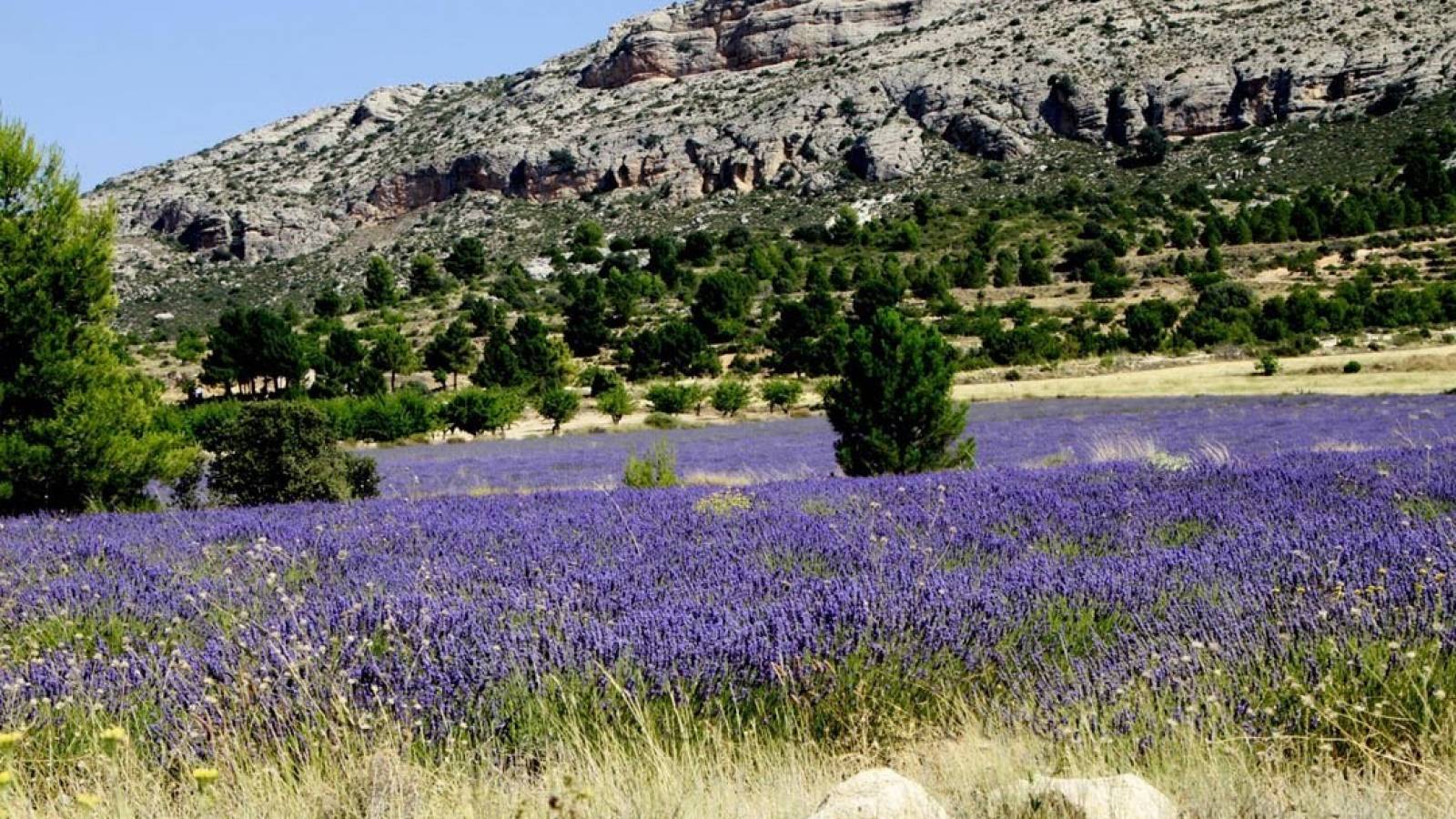 Neue immoblilien - Villa - Moratalla