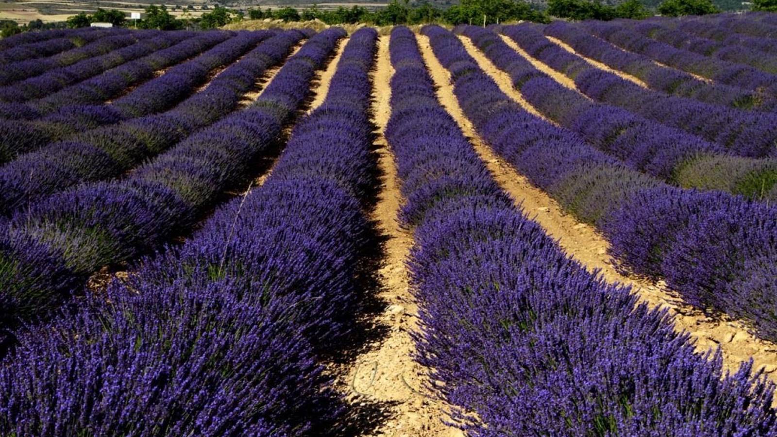 Neue immoblilien - Villa - Moratalla