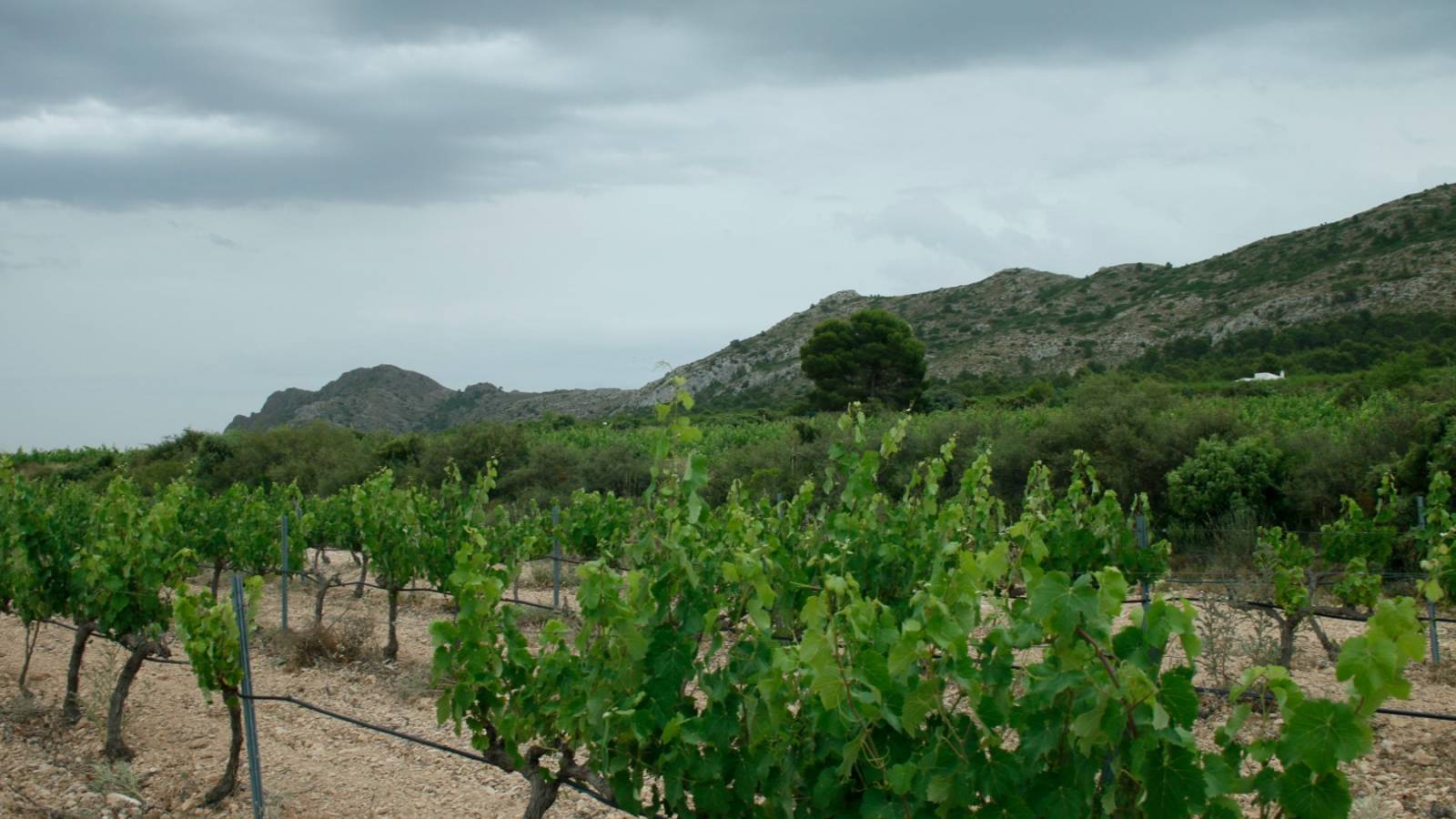 Neue immoblilien - Villa - Yecla