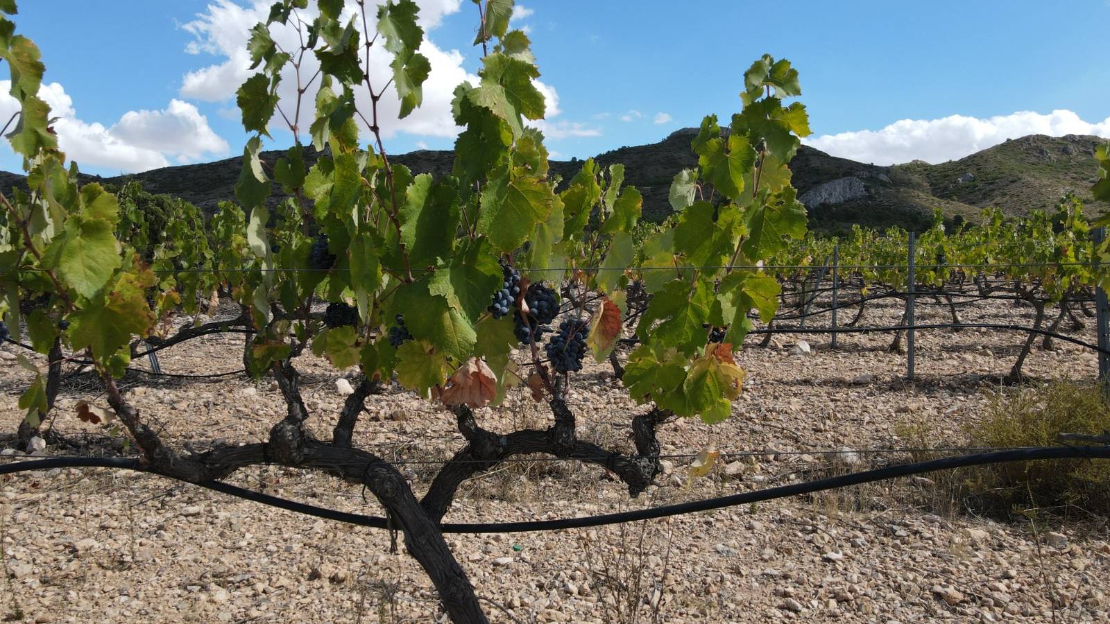 Neue immoblilien - Villa - Yecla