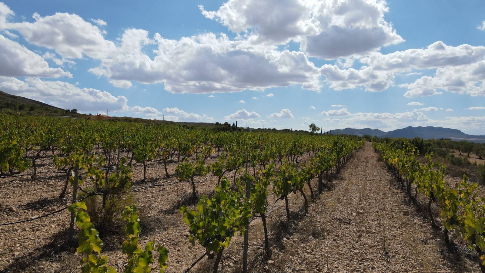 Neue immoblilien - Villa - Yecla