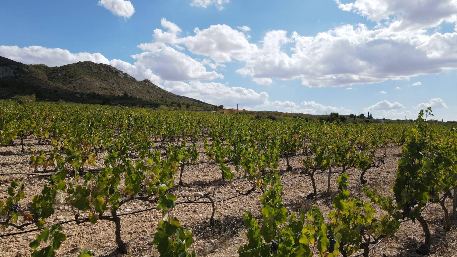 Neue immoblilien - Villa - Yecla