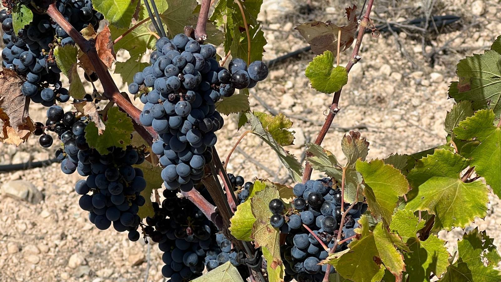 Neue immoblilien - Villa - Yecla