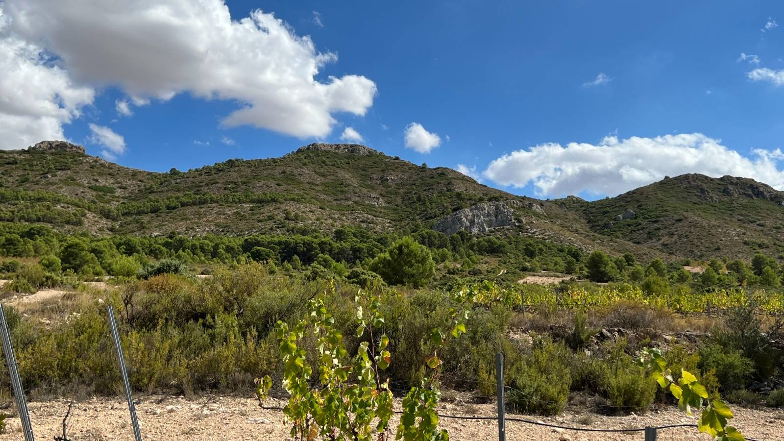 Neue immoblilien - Villa - Yecla