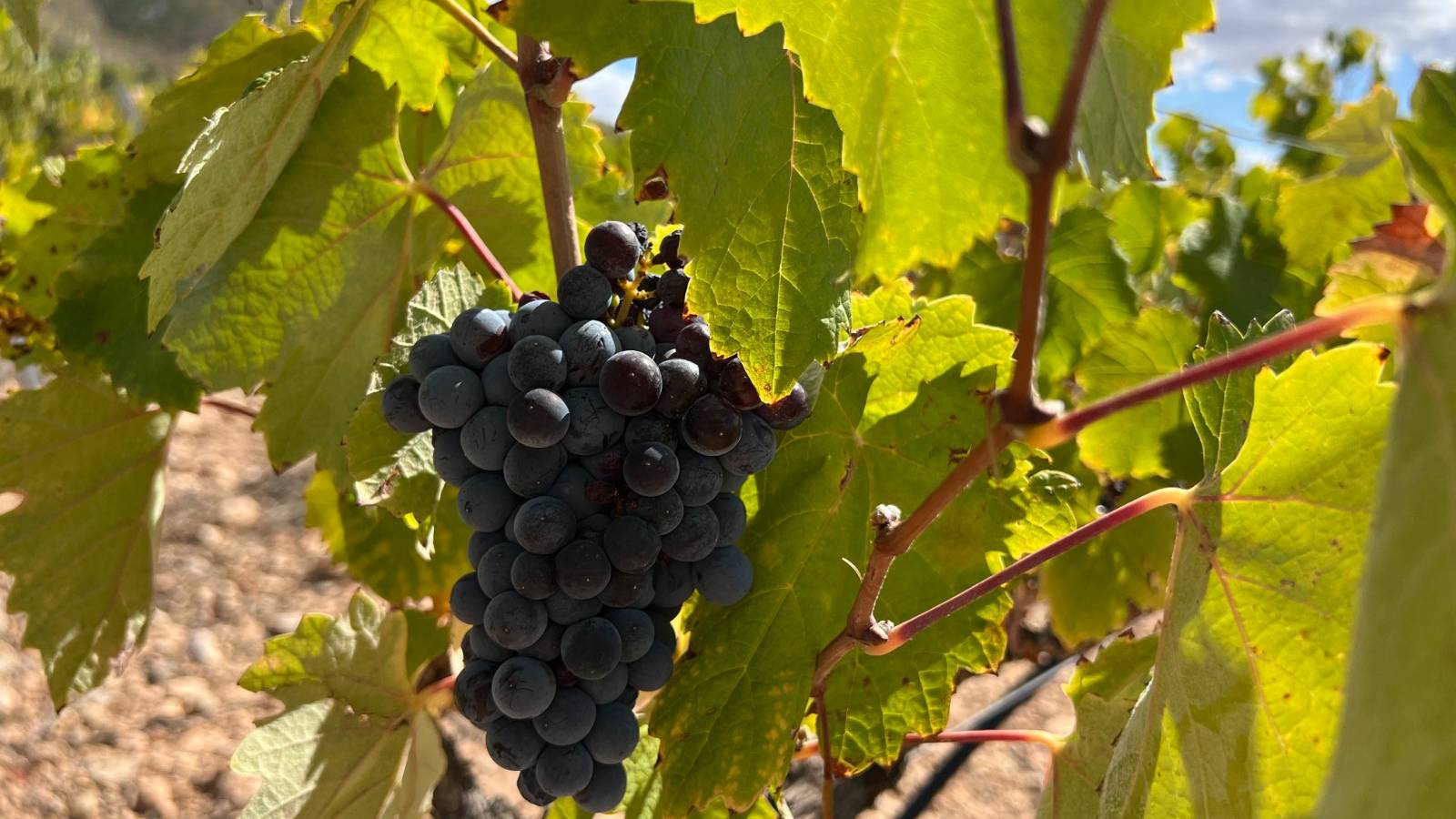 Neue immoblilien - Villa - Yecla