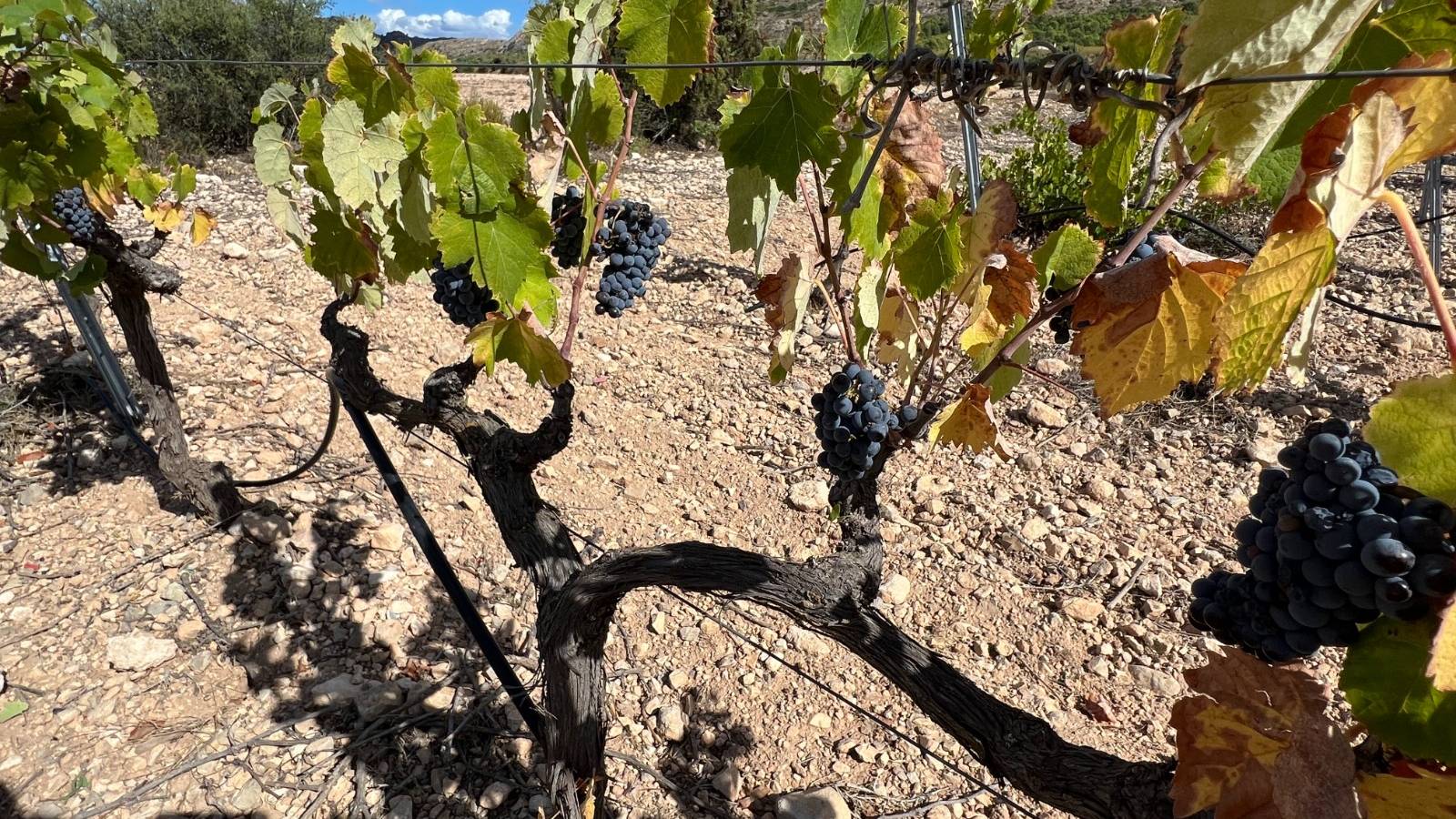 Neue immoblilien - Villa - Yecla