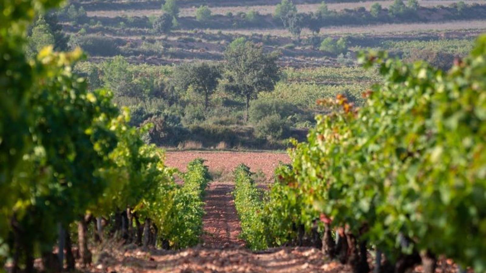 New Build - Villa - Pinoso