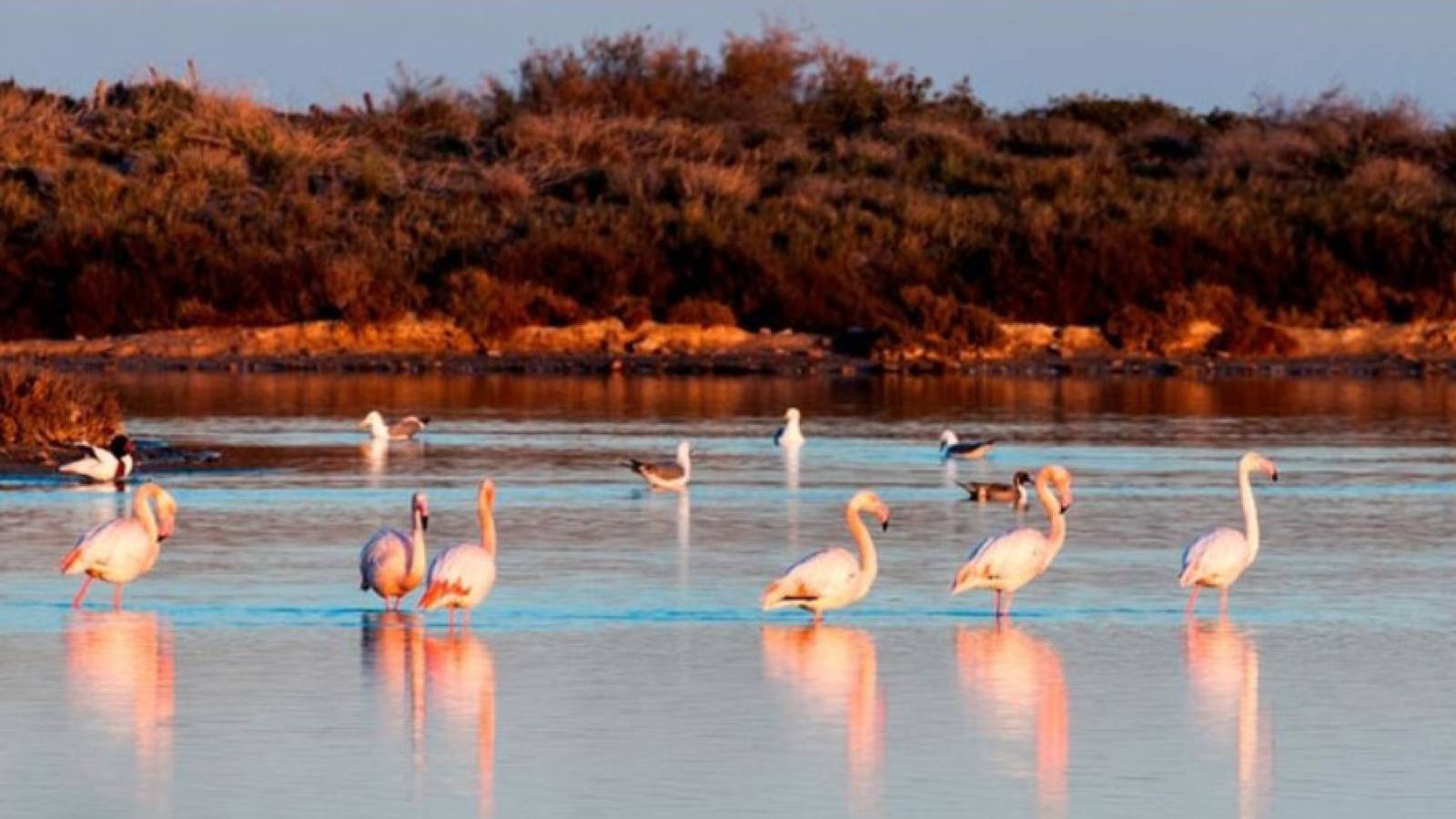 New Build - Villa - San Pedro del Pinatar