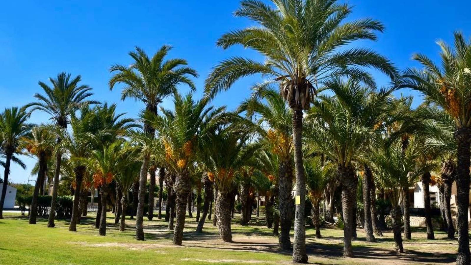 Nieuwbouw - Appartement - Los Alcazares