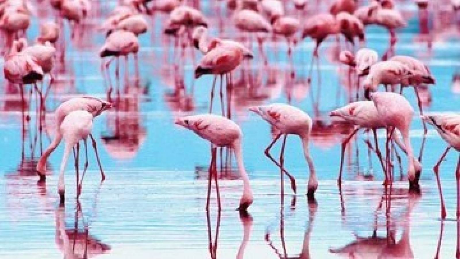 Nieuwbouw - Gelijkvloers - Torrevieja