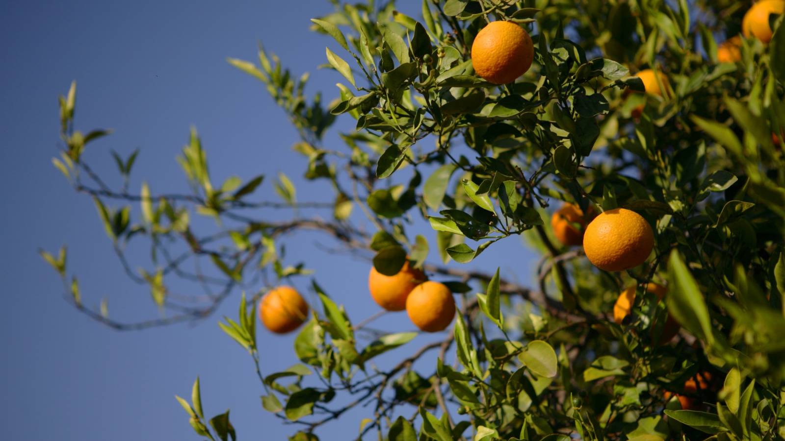 Nieuwbouw - Villa - Rojales