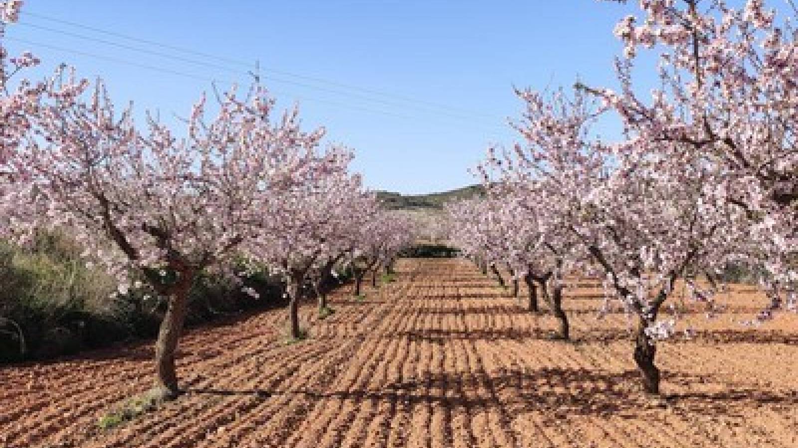 Nouvelle construction - Appartement - La Pinilla