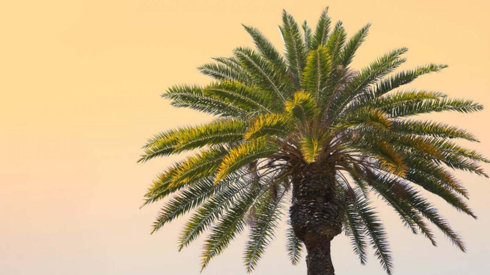 Nouvelle construction - RDC - Las Colinas Golf Resort - Las Colinas