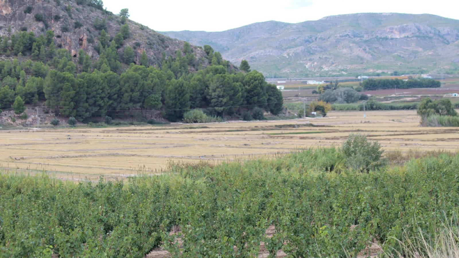 Nouvelle construction - Villa - Calasparra