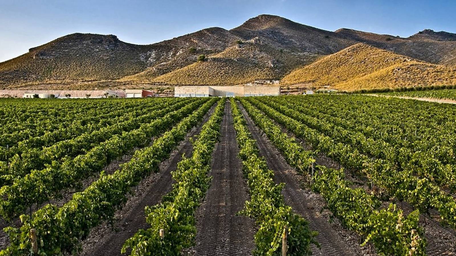 Nouvelle construction - Villa - Pinoso