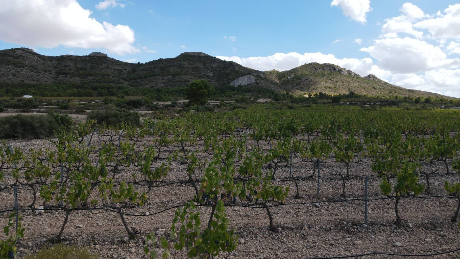 Nouvelle construction - Villa - Yecla