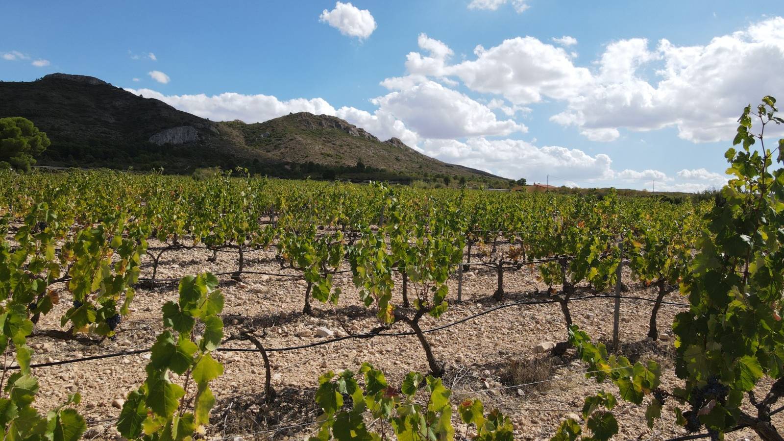 Nouvelle construction - Villa - Yecla