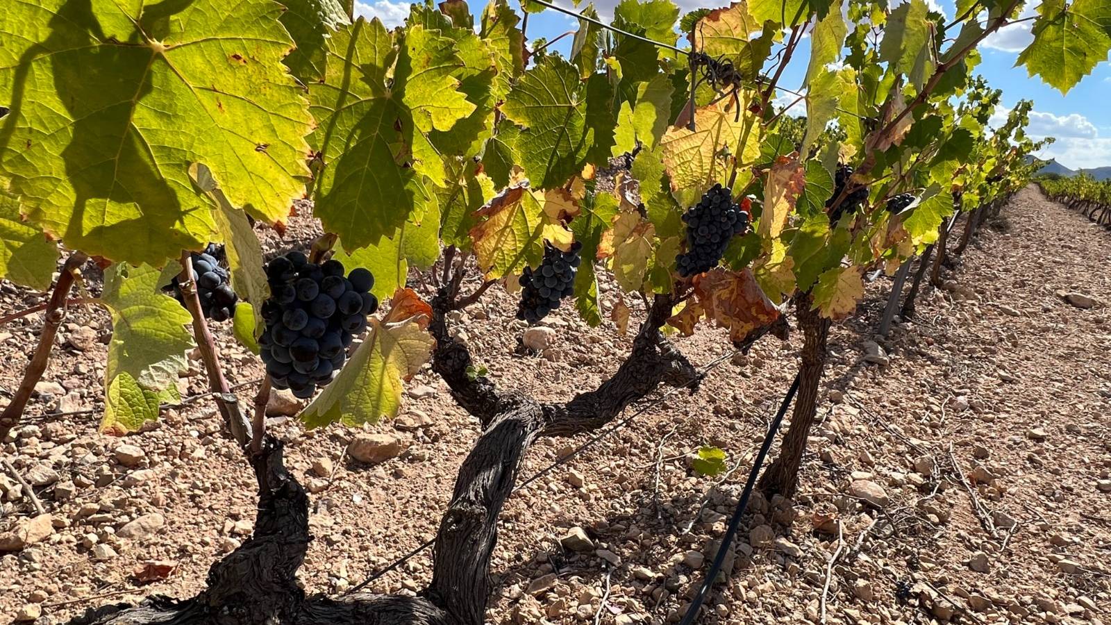 Nouvelle construction - Villa - Yecla