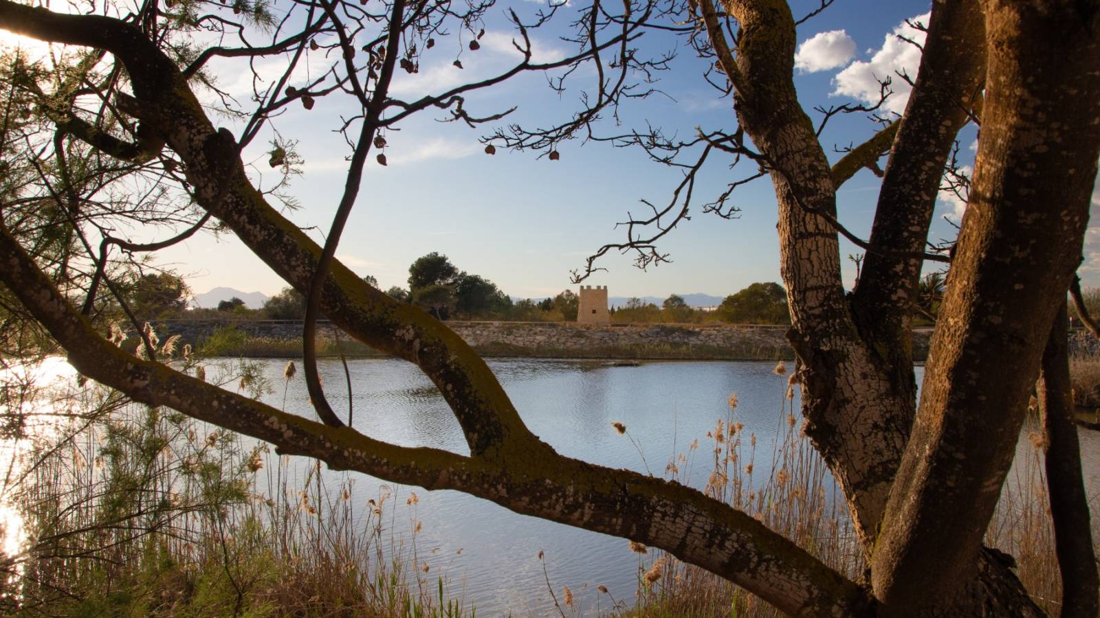 Nowy budynek - Villa - Guardamar del Segura