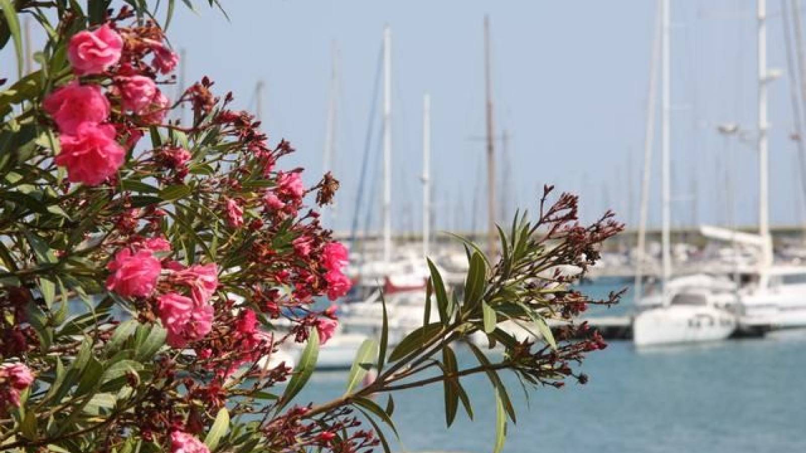 Nowy budynek - Villa - Torrevieja