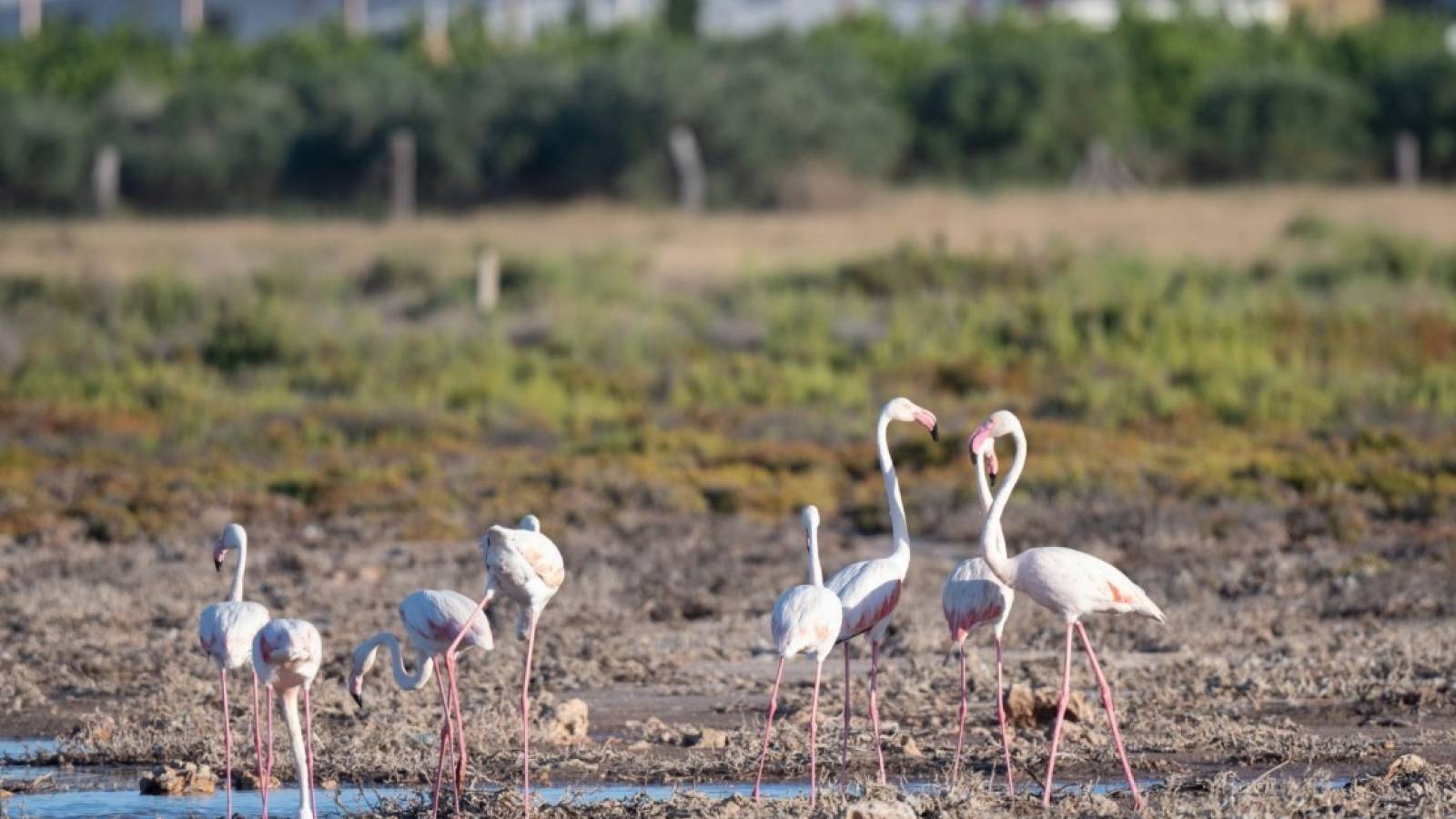 Nueva construcción  - Chalet - Los Montesinos