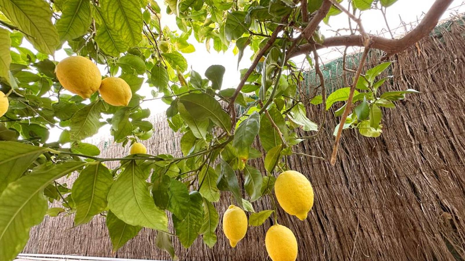 Odsprzedaż - Villa - 