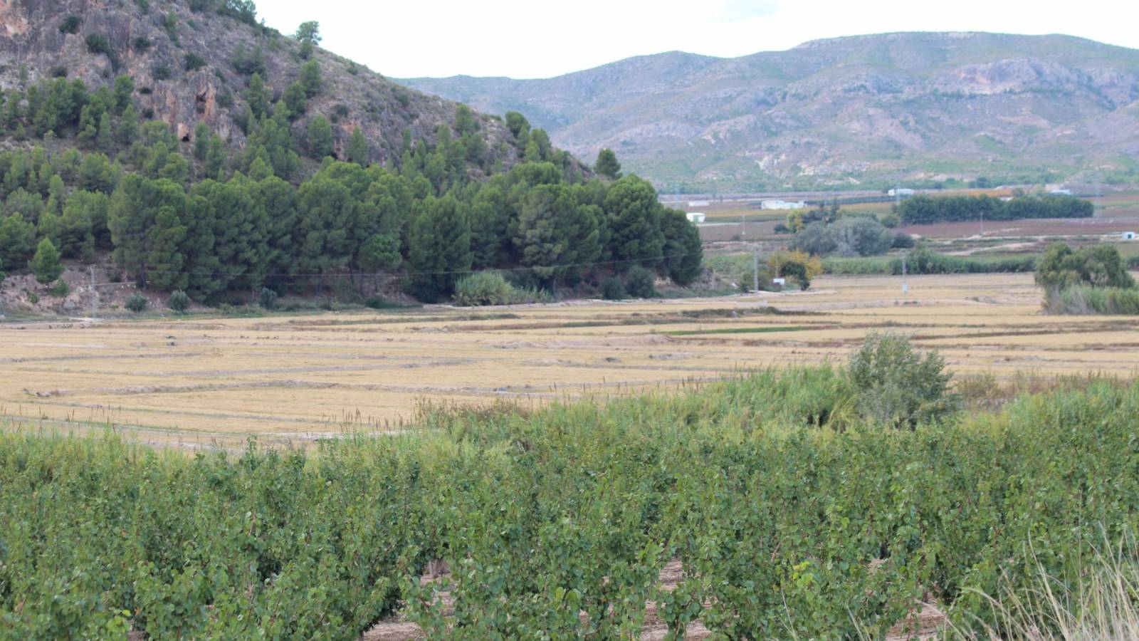 Resale - Villa - Cabo Roig - Calasparra