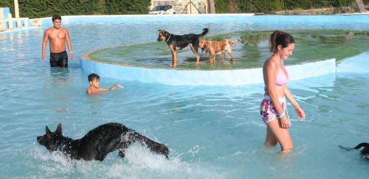 Een duik met je beste vriend: maak kennis met het waterpark voor honden dat triomfeert in La Marina 