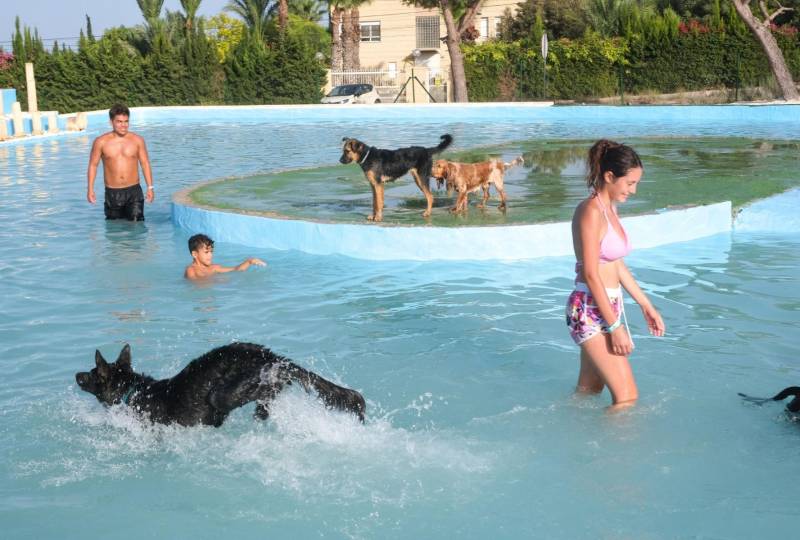 A dip with your best friend: meet the canine water park that triumphs in La Marina 