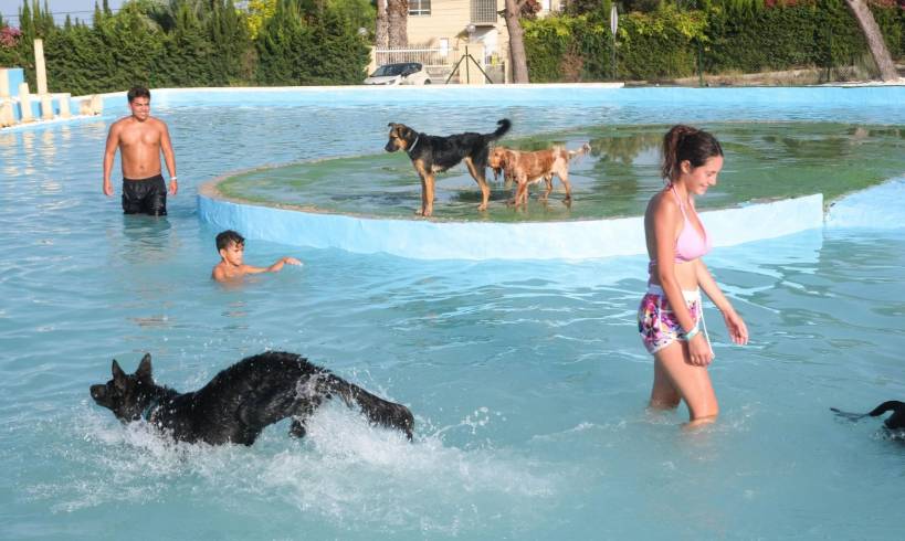 A dip with your best friend: meet the canine water park that triumphs in La Marina 