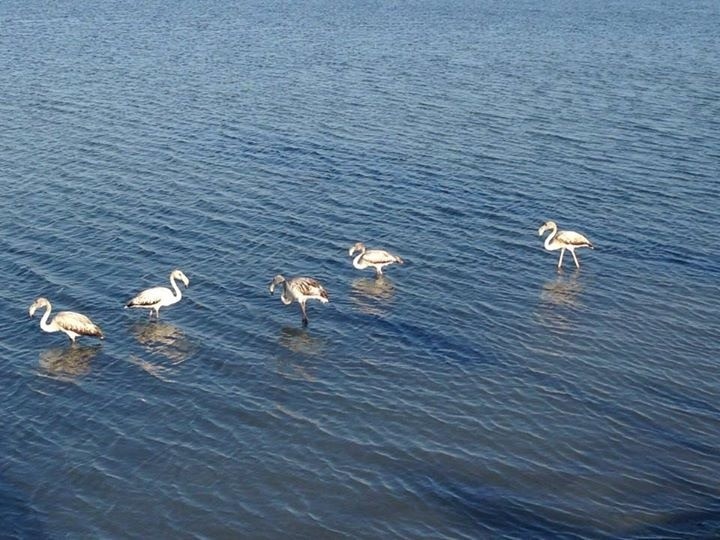 Villa en venta en San Pedro del Pinatar zona San Pedro Del Pinatar